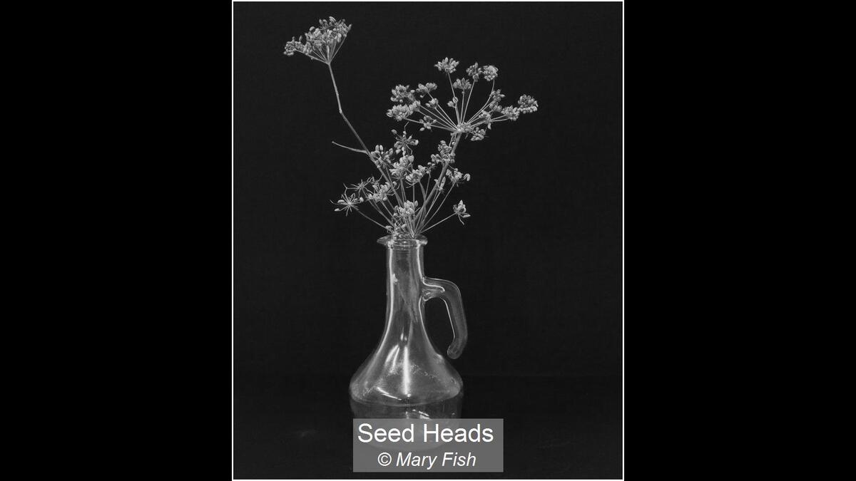 07_Seed Heads_Mary Fish